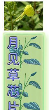 供應月見草衛生巾芯片