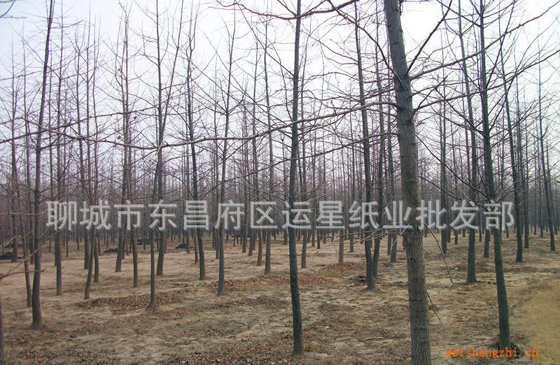 銀杏樹，白果樹，園林綠化苗木，優(yōu)質(zhì)銀杏苗木基地