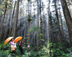 江西1.93億畝森林參加政策性保險