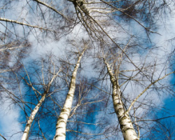 2019年三季度全球針葉木貿易放緩