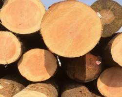 全球對木材產品的需求恢復仍要一段時間