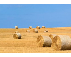 戴紅旗：草漿也許可緩解造紙原材料緊缺的局面