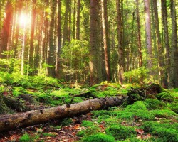 芬林集團做出終投資決策 在芬蘭凱米建設新的生物制品工廠